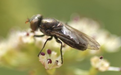 Riponnensia splendens