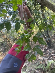 Radermachera sinica