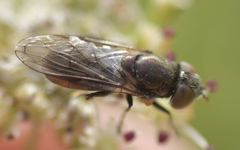 Riponnensia splendens