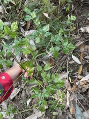 Radermachera sinica