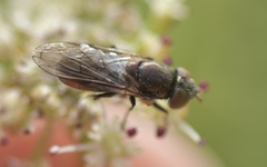 Riponnensia splendens