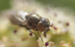 Riponnensia splendens