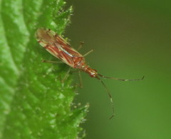 Dicyphus famelicus