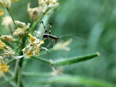 Phaneroptera