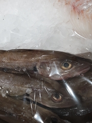 Merlangius merlangus