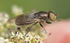 Riponnensia splendens