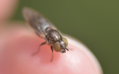 Riponnensia splendens