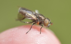 Riponnensia splendens