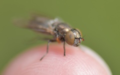 Riponnensia splendens