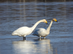 Cygnus cygnus