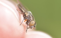 Riponnensia splendens
