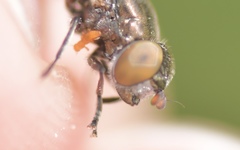 Riponnensia splendens