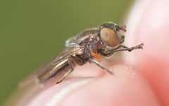 Riponnensia splendens