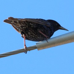 Sturnus vulgaris