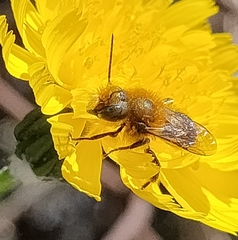 Osmia latreillei