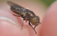 Riponnensia splendens