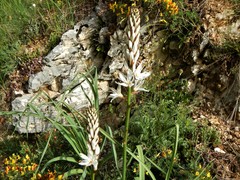 Asphodelus macrocarpus