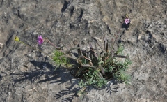 Boerhavia linearifolia