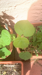 Abutilon theophrasti