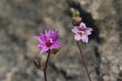 Boerhavia linearifolia