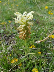 Pedicularis comosa