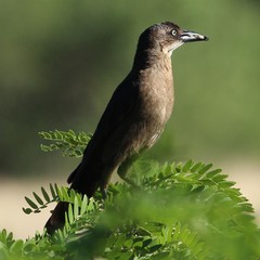 Quiscalus mexicanus