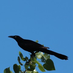 Quiscalus mexicanus