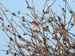 Passer montanus