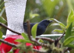 Euneornis campestris