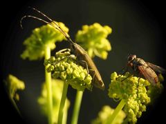 Agapanthia asphodeli