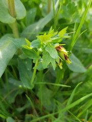 Cerinthe minor auriculata