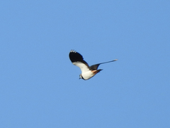 Vanellus vanellus