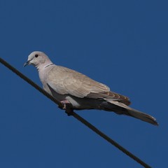 Streptopelia decaocto