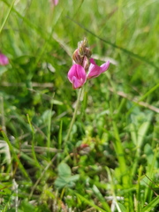 Onobrychis montana
