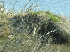 Saxicola rubetra