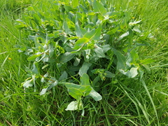 Cerinthe minor auriculata