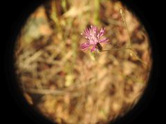 Crupina crupinastrum