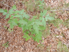 Toxicodendron radicans verrucosum