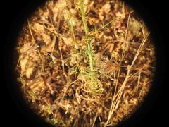 Crupina crupinastrum