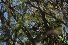 Catharus aurantiirostris