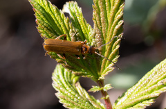 Cantharis figurata