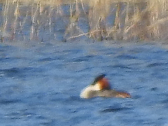 Podiceps cristatus