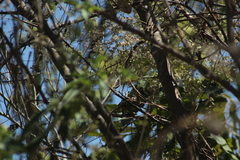 Catharus aurantiirostris