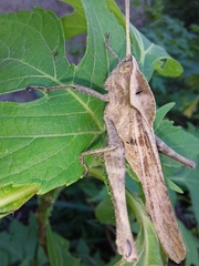 Xyleus discoideus rosulentus