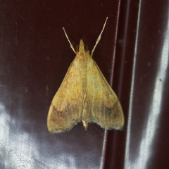 Pyrausta bicoloralis
