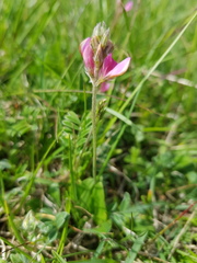 Onobrychis montana