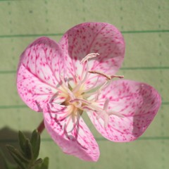 Oenothera canescens