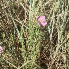 Oenothera canescens