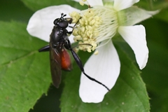 Chalcosyrphus piger