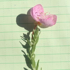 Oenothera canescens